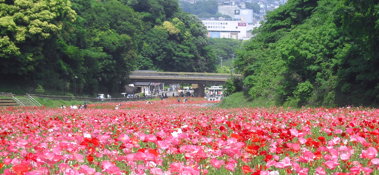 くりはま　花の国